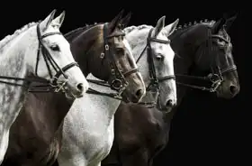 Neznámý: Portrét čtyř koní