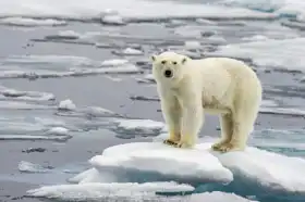 Neznámý: Lední medvěd na tající ledové kře