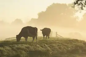 Neznámý: Krávy na hrázi říčky v Holandsku