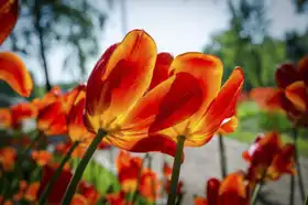 Neznámý: Tulipány