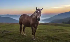 Neznámý: Horská krajina s pasoucím se koněm, Ukrajina