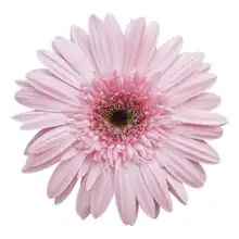 Neznámý: Růžová gerbera