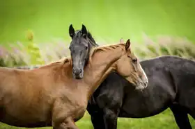 Neznámý: Koňské přátelství
