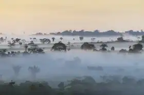 Neznámý: Amazonský dešťný prales