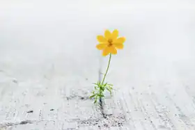 Neznámý: Žlutý květ