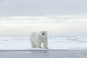 Neznámý: Velký lední medvěd, Svalbard