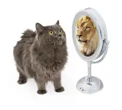 Neznámý: Kočka a lev