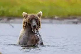 Neznámý: Medvěd grizzly lovící lososy, Aljaška