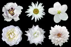 Neznámý: Koláž z bílých květů
