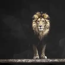 Neznámý: Lev - král zvířat