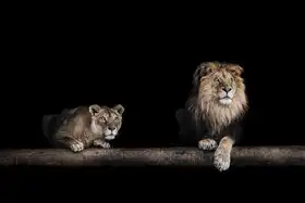 Neznámý: Lev a lvice