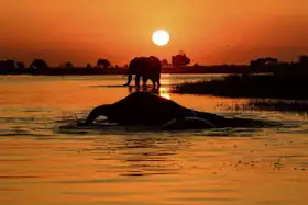 Neznámý: Západ slunce na řece Chobe, Botswana