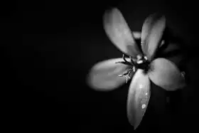 Neznámý: Květina v černé