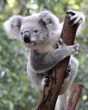 Neznámý: Zvědavý medvídek koala
