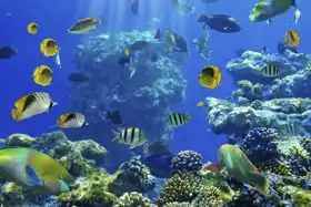 Neznámý: Ttropické ryby na korálovém útesu