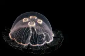 Neznámý: Aurelia aurita, medúza