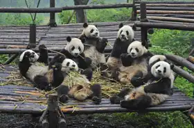 Neznámý: Pandy při obědě