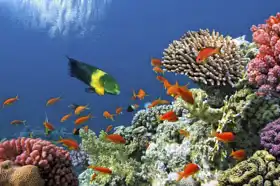 Neznámý: Tropické ryby na korálovém útesu v Rudém moři