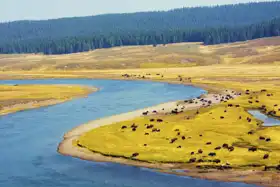 Neznámý: Bizoní ráj v Yellowstonském národním parku