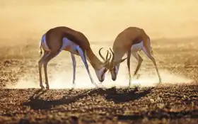 Neznámý: Poušť Kalahari - Jižní Afrika