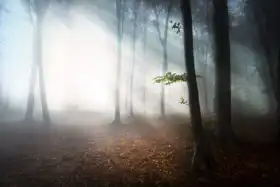 Neznámý: Mlhavý les
