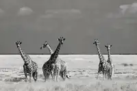 Guillemot, Mathilde: Podívejte se dívka podivná zvířata