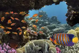 Neznámý: Tropické ryby
