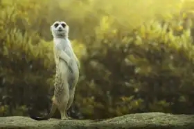 Neznámý: Surikata stojící na kameni