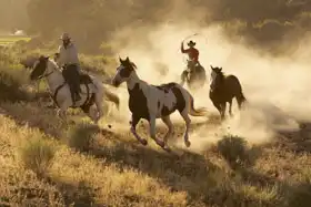 Neznámý: Kovbojové na koních