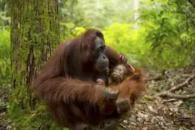 Neznámý: Orangutan v džungli Bornea, Indonésie