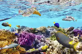 Neznámý: Úžasný podmořský svět s korály