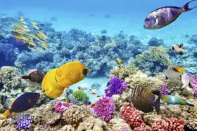Neznámý: Podmořský svět s korály a tropickými rybami
