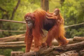 Neznámý: Mládě orangutana s matkou