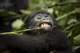 Neznámý: Horská gorila, Uganda