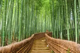 Neznámý: Bambusový les, Kyoto, Japonsko