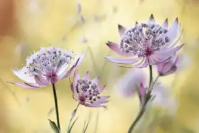Disher, Mandy: Astrantia Major