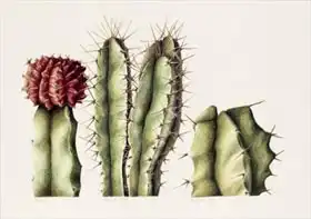 Barrett, Annabel: Cacti