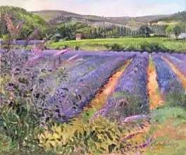 Easton, Timoth: Buddleia and Lavender Field, Montclus