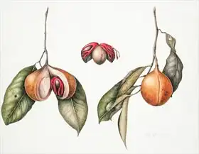 Eden, Margaret Ann: Nutmeg (Myristica) fragrans 2004