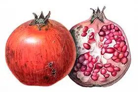 Eden, Margaret Ann: Pomegranate