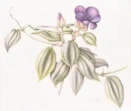 Eden, Margaret Ann: Glory Flower (Tibouchin), Urvilleana