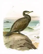 Anglická škola (20. století): Cormorant