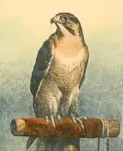 Landseer, Edwin: Falcon