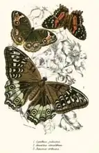 Anglická škola (19. století): Butterflies