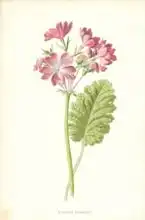 Hulme, Frederick Edward: Siebold Primrose