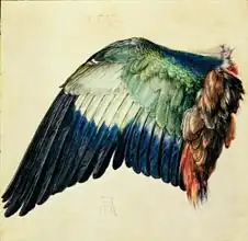 Dürer, Albrecht: Křídlo mandelíka - Wing of a Blue Roller