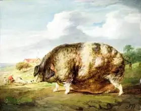 Ward, James: Gloucestershire Old Spot