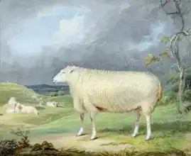 Ward, James: Border Leicester Ewe