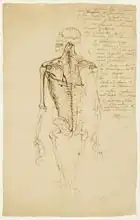 Ward, James: Drawing of a Man Skeleton