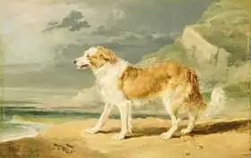 Ward, James: Rough-coated Collie